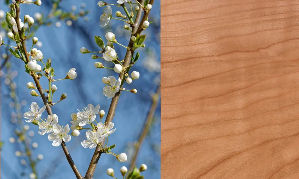 4. Dezember: Kirschbaum-Zweige schneiden
