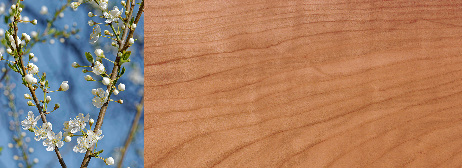 Kirschbaum-Zweige zum Barbaratag