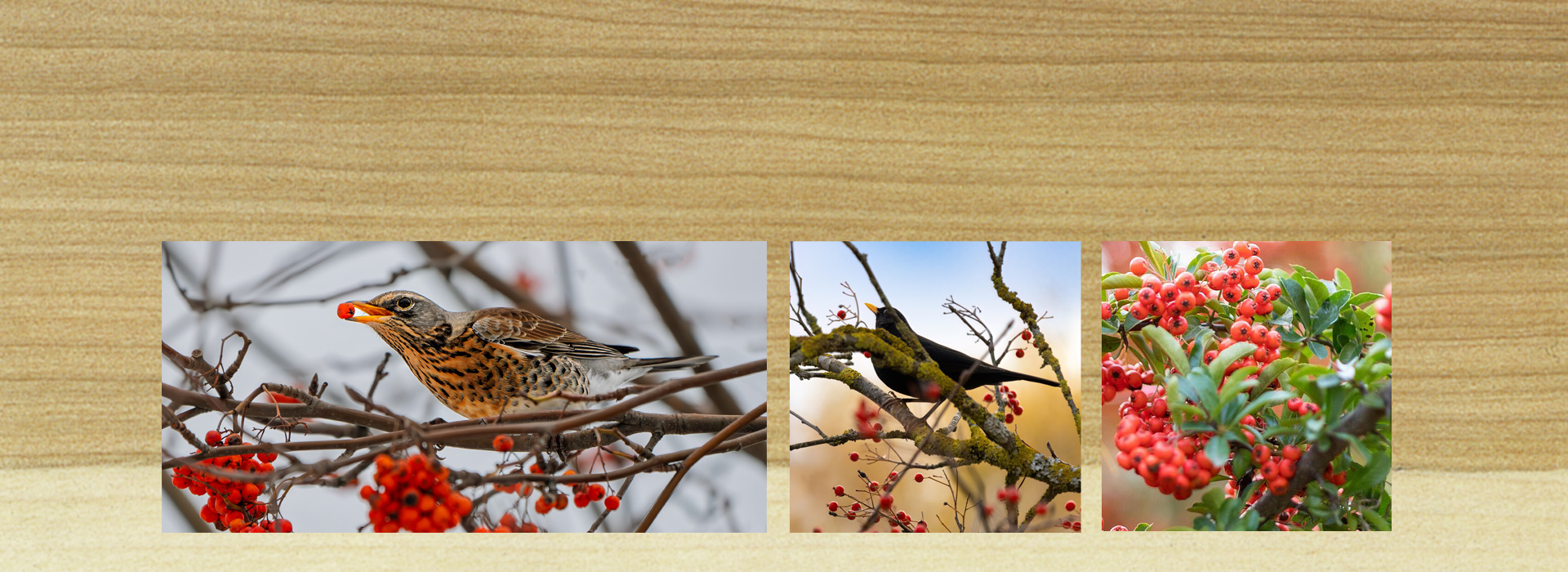 Eberesche / Vogelbeere beitet Nahrung für Vögel und Menschen